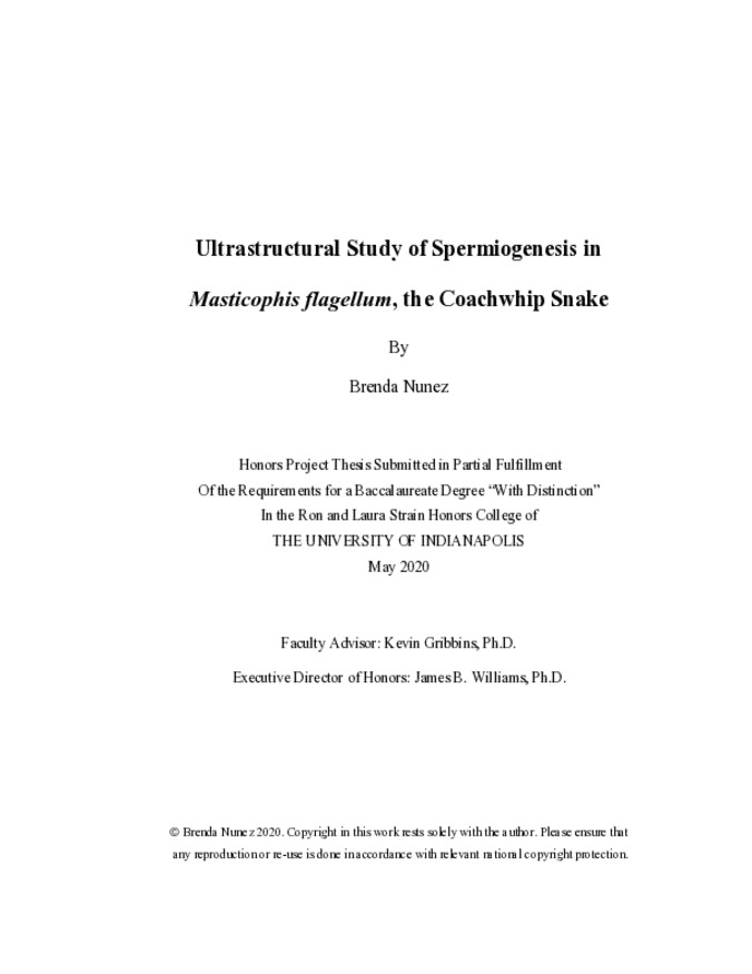 Ultrastructural Study of Spermiogenesis in Masticophis flagellum, the Coachwhip Snake miniatura