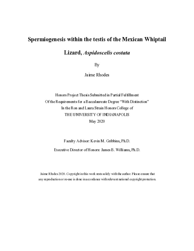 Spermiogenesis within the Testis of the Mexican Whiptail Lizard, Aspidoscelis Costata Thumbnail